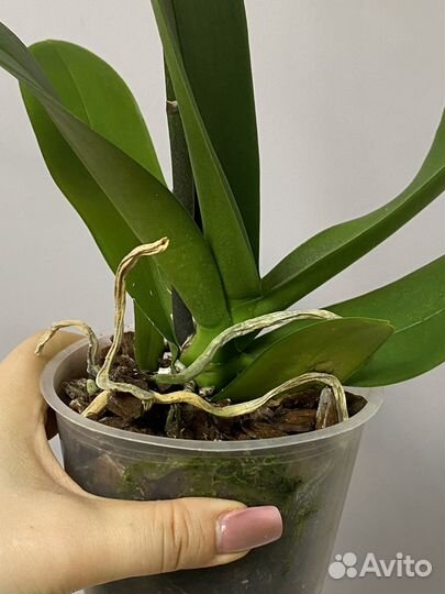 Орхидея фаленопсис редкая коллекционная