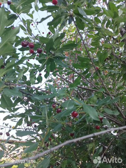 Саженцы вишни