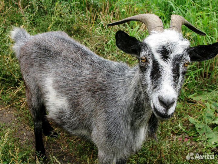 Дойные козы