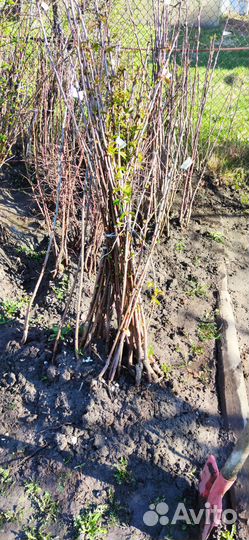 Саженцы вишни