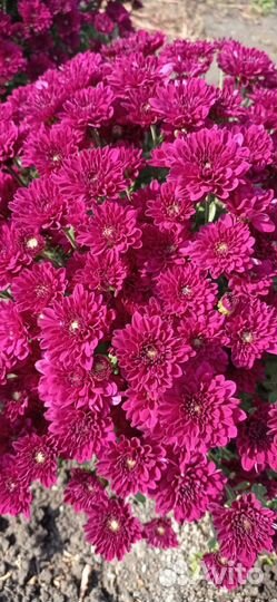 Оптом хризонтема