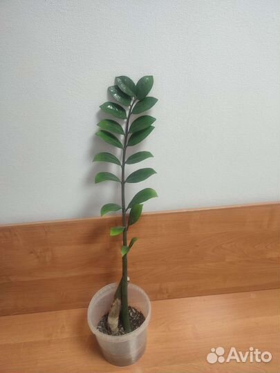 Замиокулькас