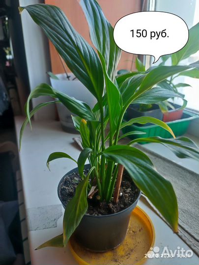 Спатифиллум