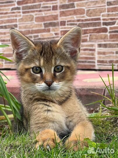 Чаузи ф1 девочка