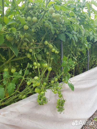 Рассада помидор черри