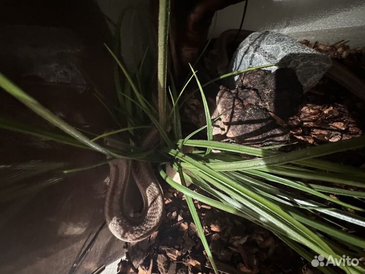 Моисовый полоз