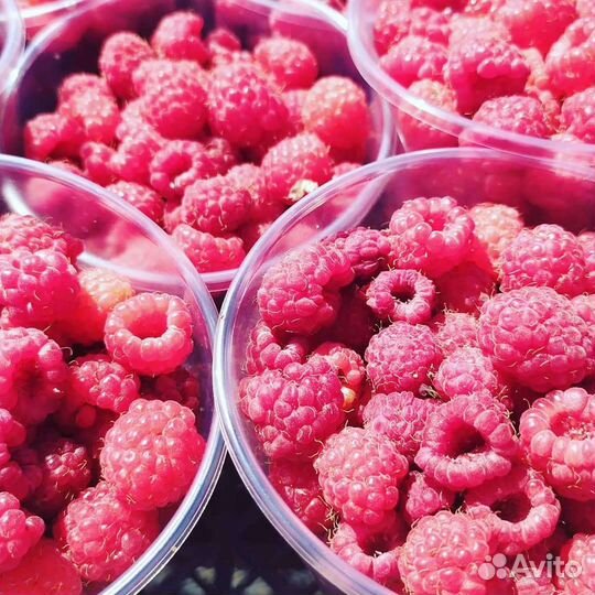 Малина: саженцы