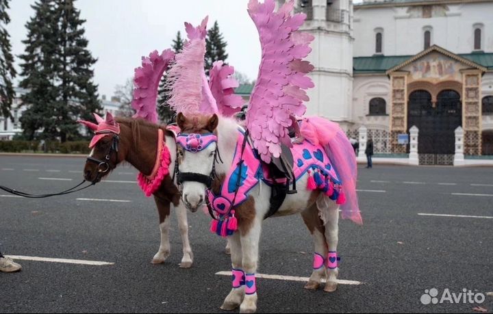 Пони/лошадь на праздник,прогулки