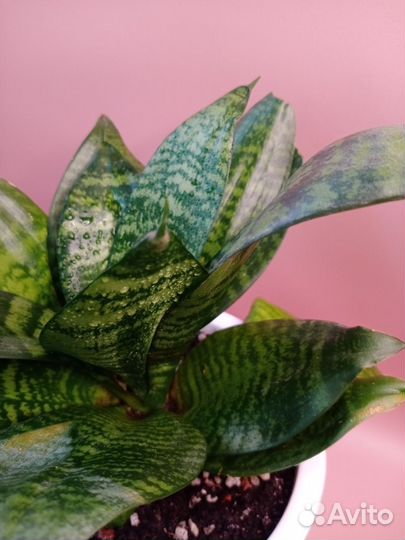 Сансевиерия