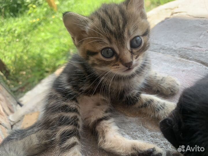 Котята в добрые руки мальчики