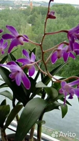 Орхидея дендробиум, лудизия