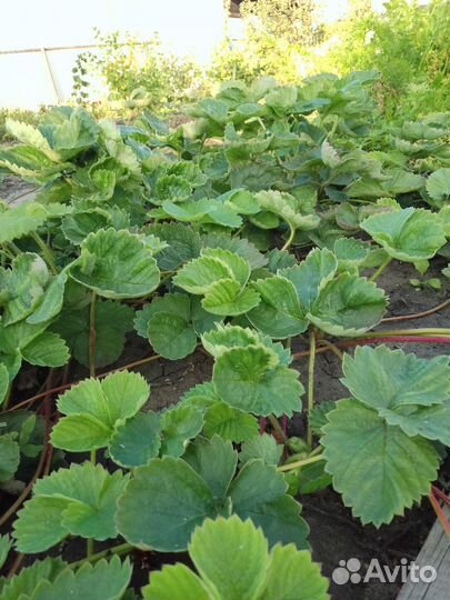 Продам кустики клубники Купчихи