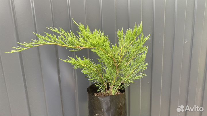 Можжевельник казацкий