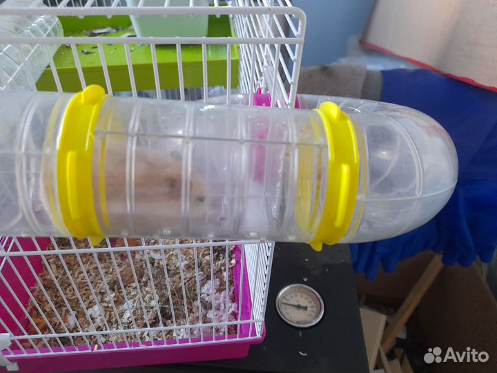 Хомячки джунгарики