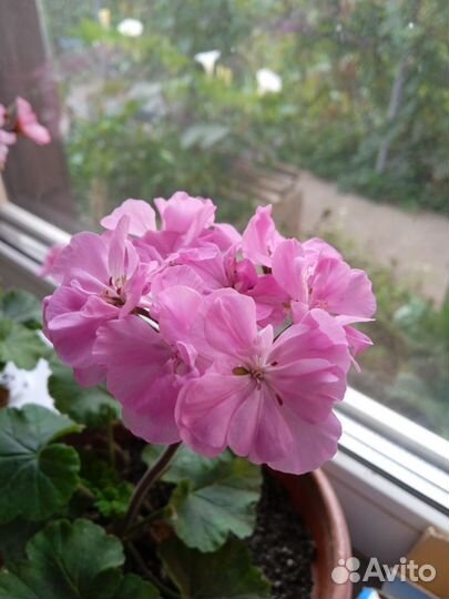 Герань пеларгония сортовая срезы