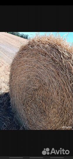 Тюки Солома Горох Ячмень Пшеница Рулоны