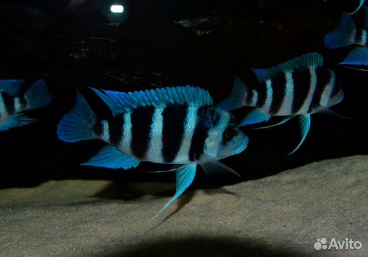 Цифотиляпия Фронтоза блю заир Моба