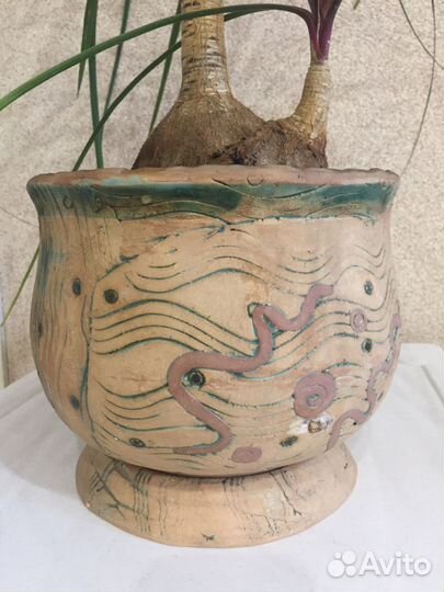 Нолина Бокарнея с деткой