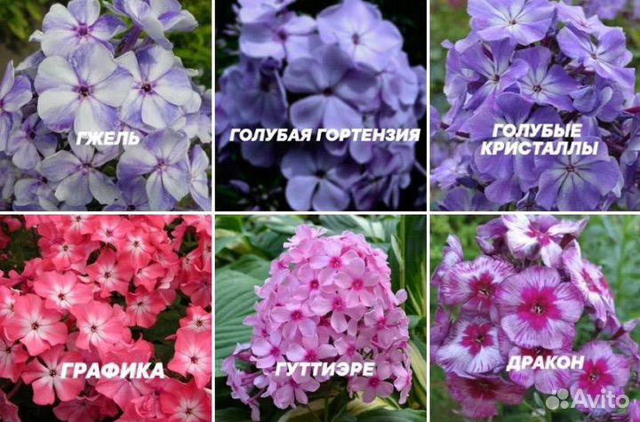 Флоксы метельчатые