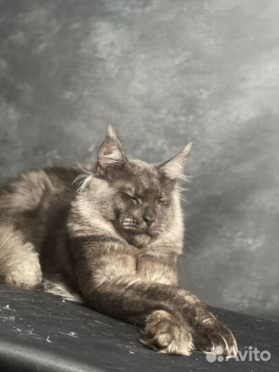 Мейн-кун черный дым котенок