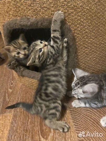 Британские котята