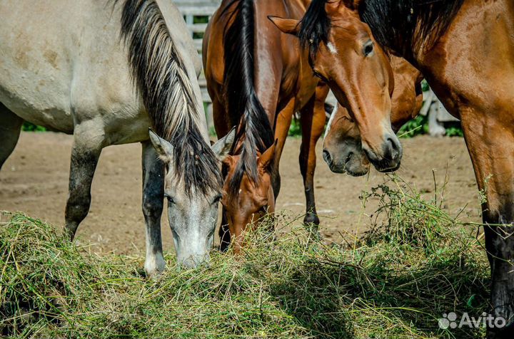 Выпускной на конеферме