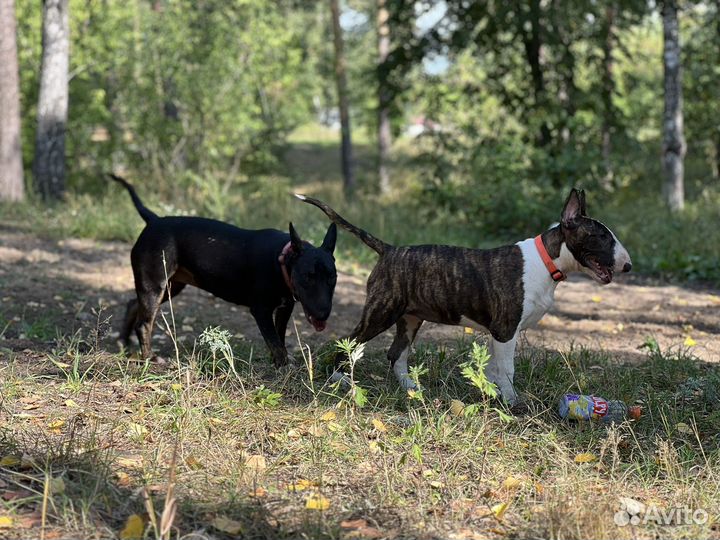 Щенок стандартного бультерьера