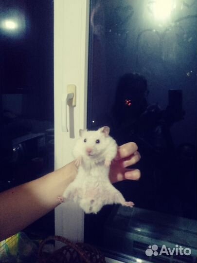 Сирийский хомяк