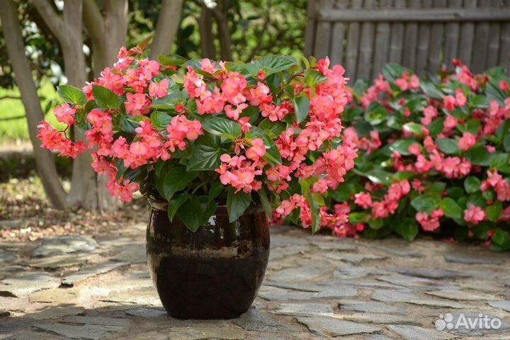 Эта бегония просто чудо