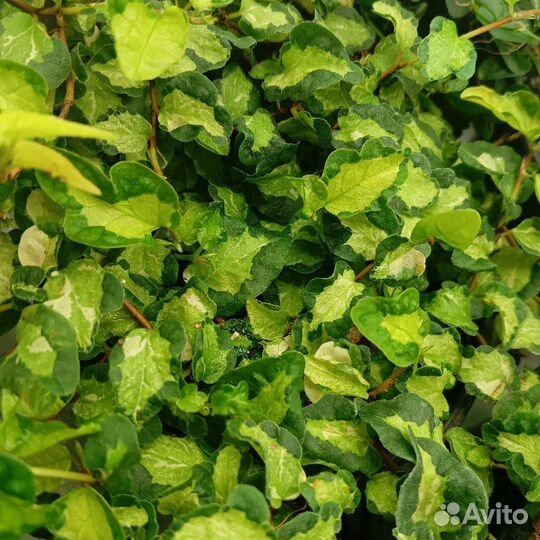 Фикус пумила вишес триколор