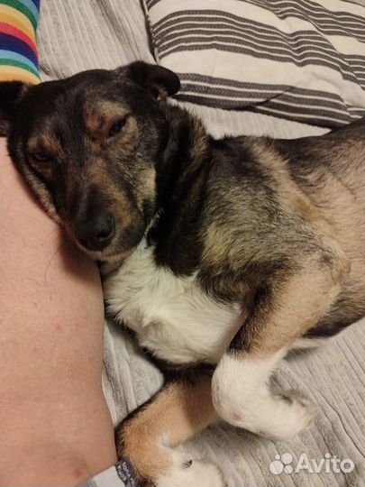 Собака в добрые руки