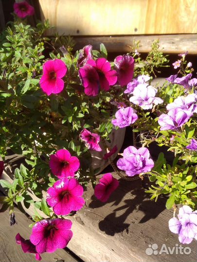 Калиброхоа