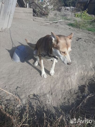 Собака в добрые руки отдам бесплатно