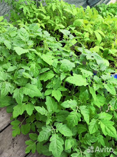 Рассада помидор, перца и баклажан