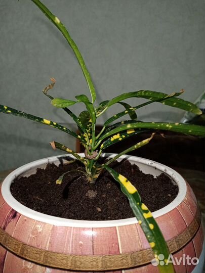 Кротон пятнистый