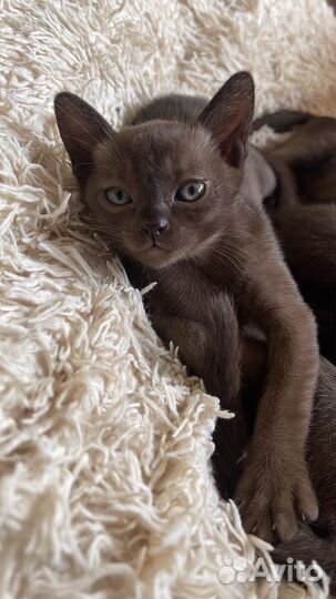 Бурманская