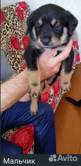 Щенки лабрадора