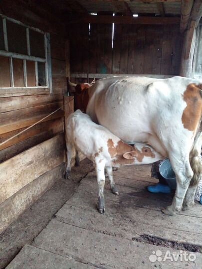 Корова дойная с теленком