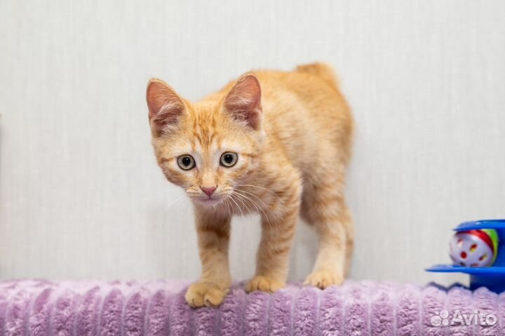 Девочка ищет дом