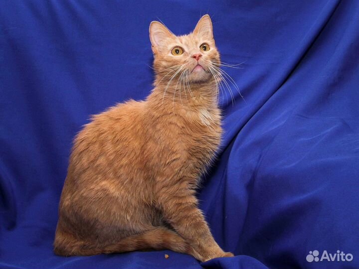 Кот ищет дом