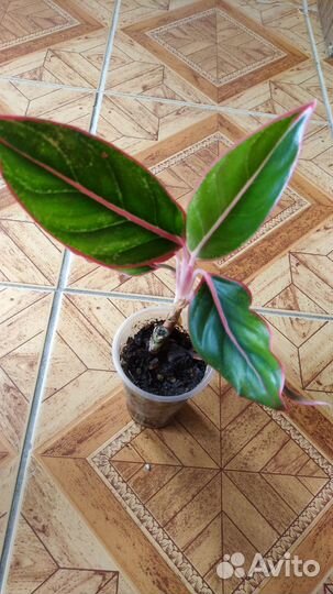 Аглонемы домашние