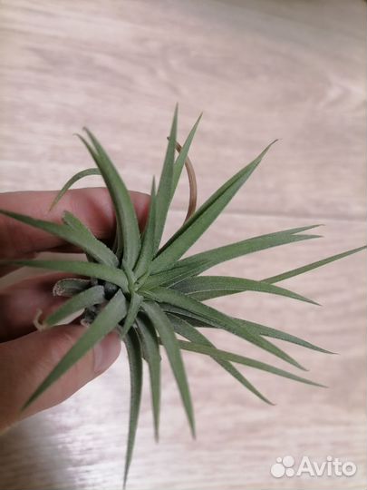 Тилландсия атмосферная