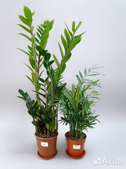 Комнатные растения в Туле, отправки почтой