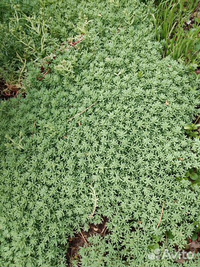 Очиток седум испанский