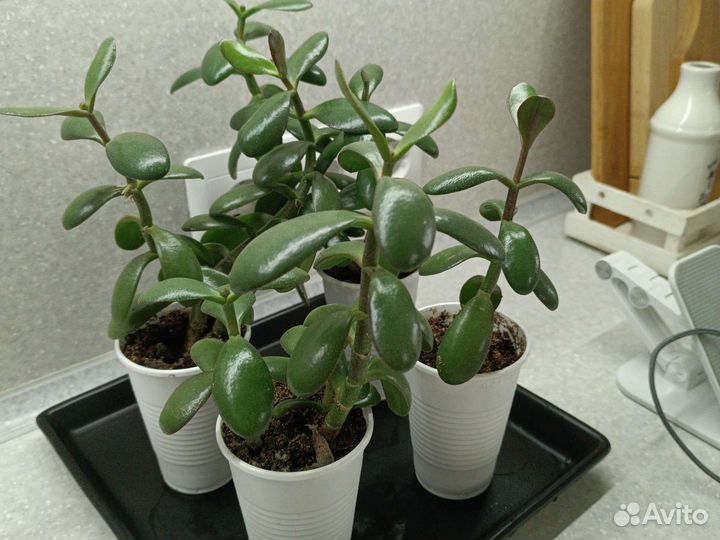 Красула толстянка