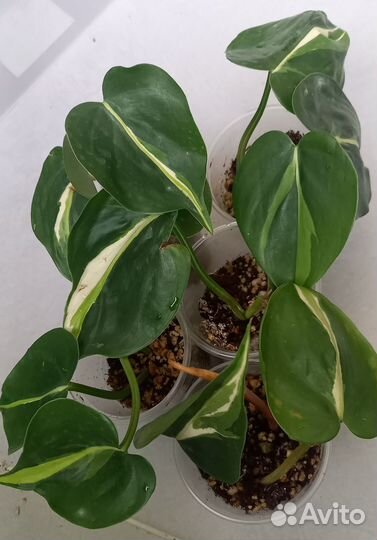 Филодендроны и сциндапсусы