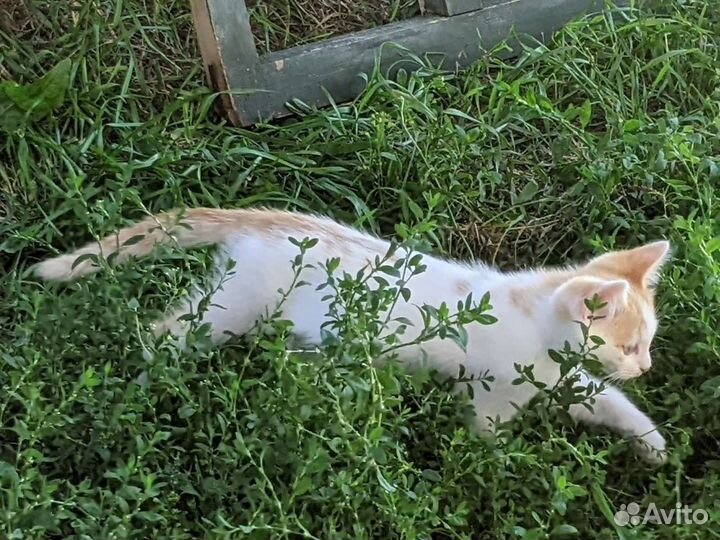Котейки в добрые руки
