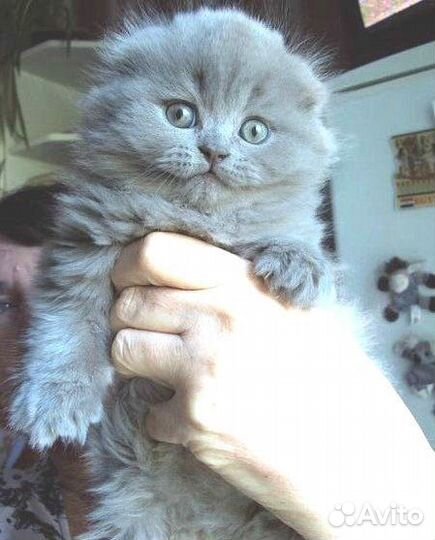 Хайленд фолд