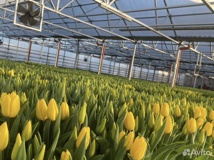 Тюльпаны оптом в Москве и Московское области