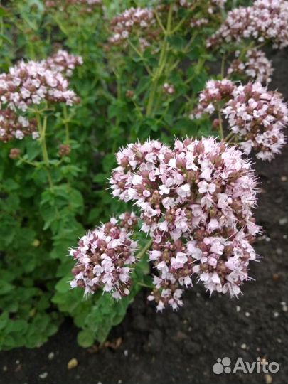 Душица(орегано), мелисса, мята, лаванда, эстрагон